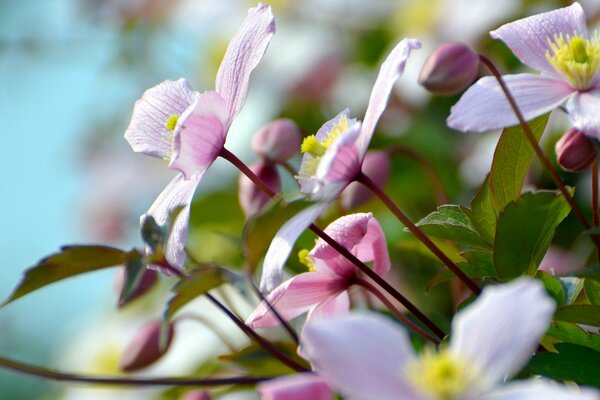 Couleur d été reflétée dans la beauté des fleurs