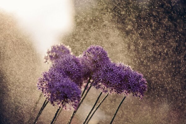 Violette Alliumblüten bei Regen