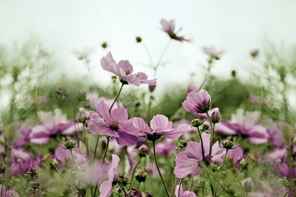 Flor silvestre rosa cosmea