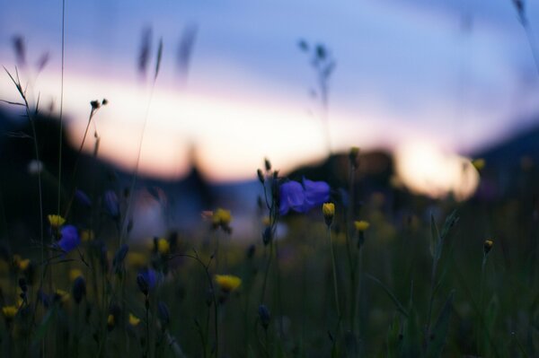 Fotografía macro de flores amarillas y azules al atardecer