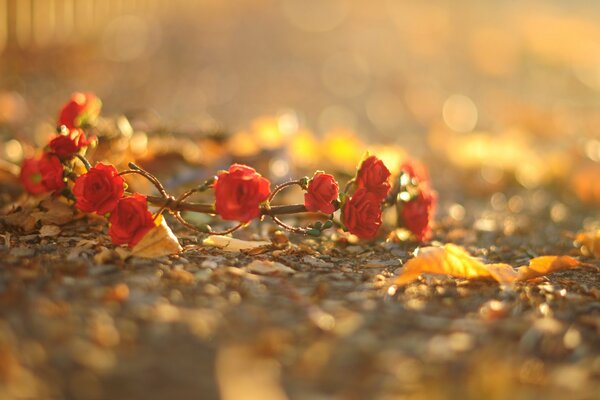 A wreath of small red flowers