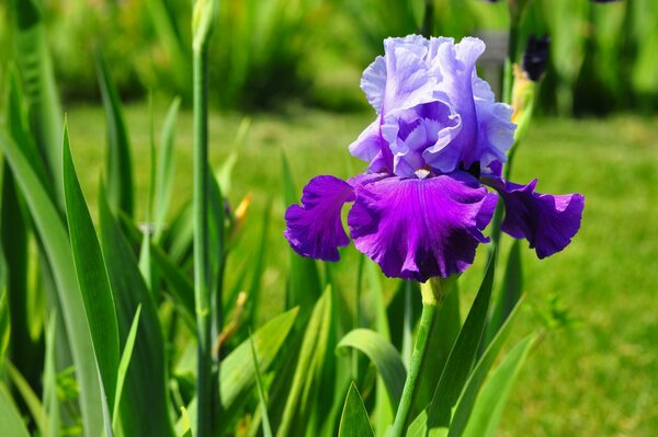 Le grandi foglie di Iris ci ispirano