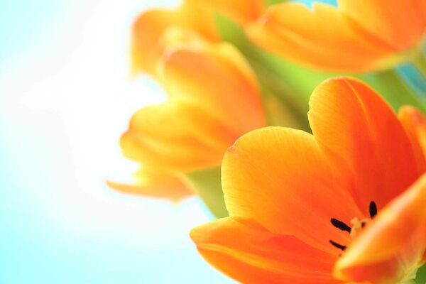 Tulipes orange macro tir