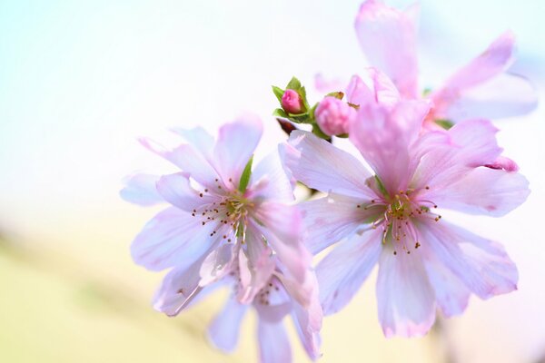 Delicate buds of white and pink color