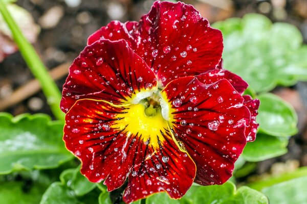 Dew drops on pansies