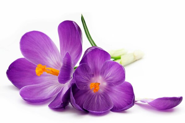 Two bright crocuses close-up on a neutral background