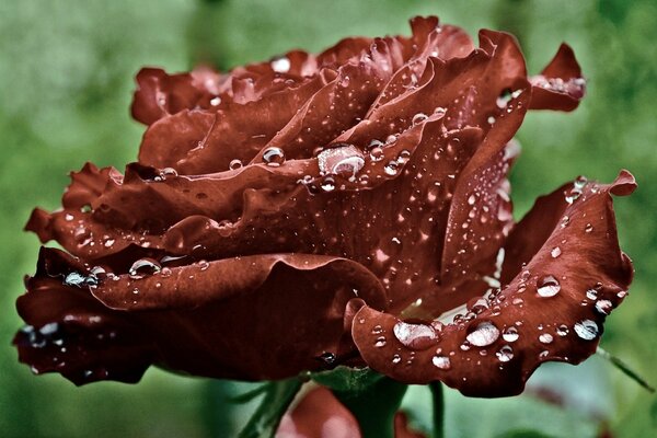 Macro photo of a red rose with dew drops on the petals