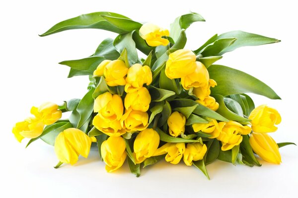 Bouquet of yellow tulips on a white background