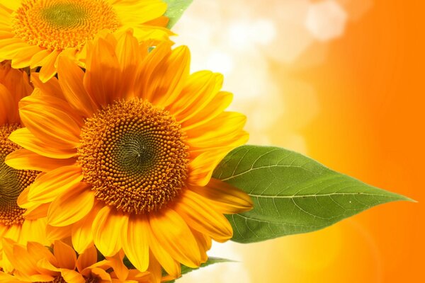 A bouquet of yellow sunflowers and a green leaf