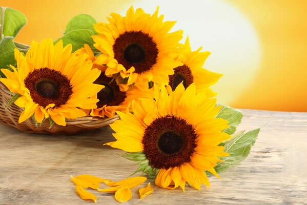 Sunflowers lie on the table at sunset