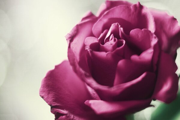 Pink Rose flower with beautiful petals