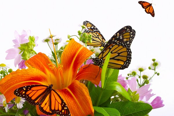 Gorgeous lily and beautiful butterflies