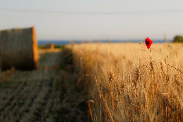 Fiore luminoso tra il campo di grano