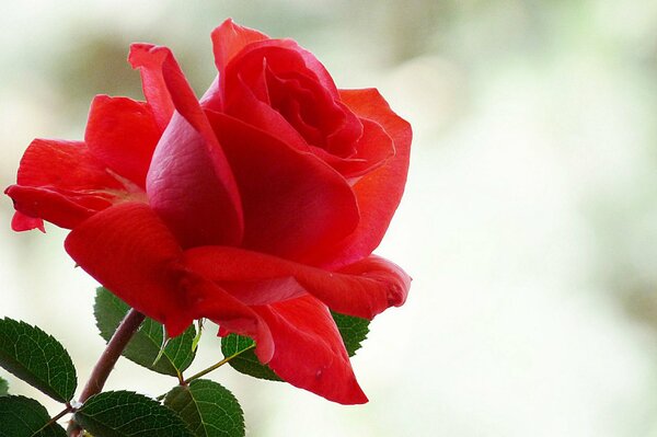 Fondo hermosa rosa roja