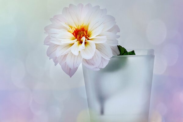 Flor de Dalia en un jarrón sobre una mesa