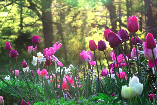 Une grande variété de tulipes non répétitives