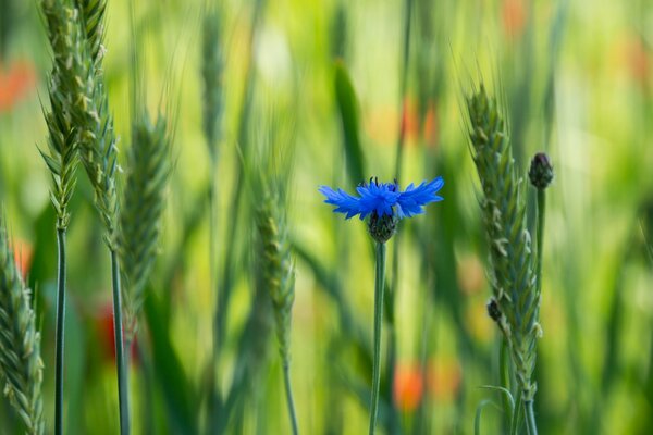 Leuchtend blaue Blume Haaransatz