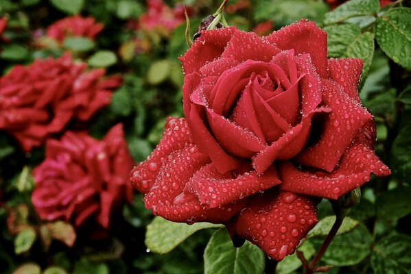 Rosa rossa e la sua bella bagnato petali