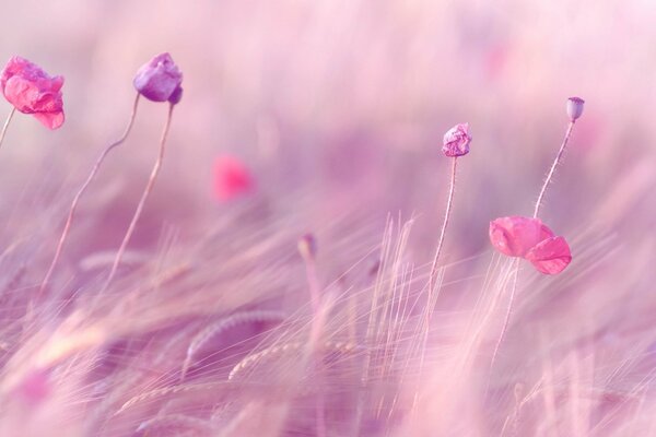 Fiori rosa e grano nel campo