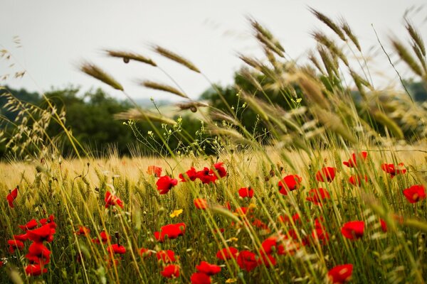 Die Blüte des scharlachroten Mohns im Feld