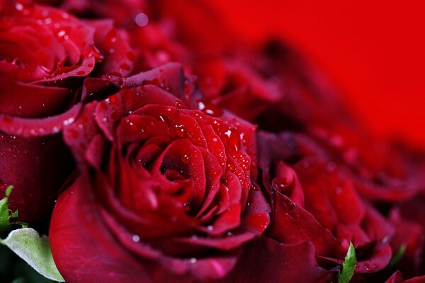 Gotas de agua en una rosa roja brillante