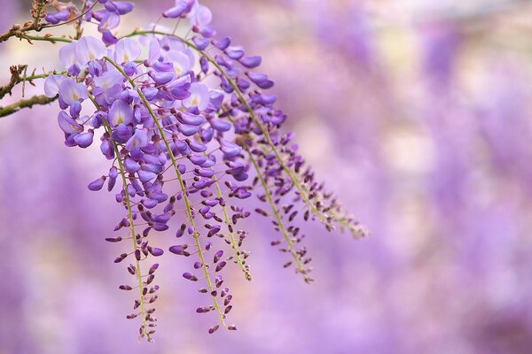 Branche de fleurs de glycine lilas