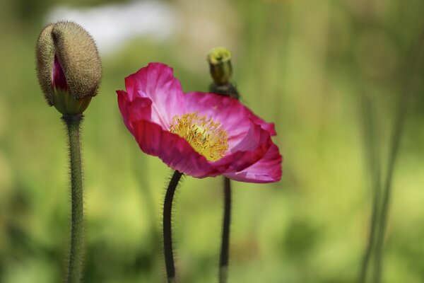 Sfondo di papavero rosa