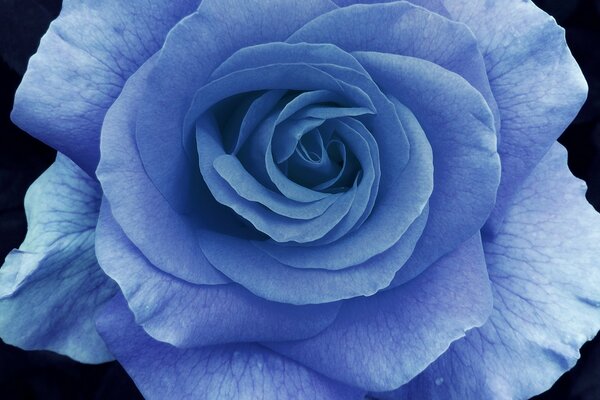 Petali di rosa blu in macro