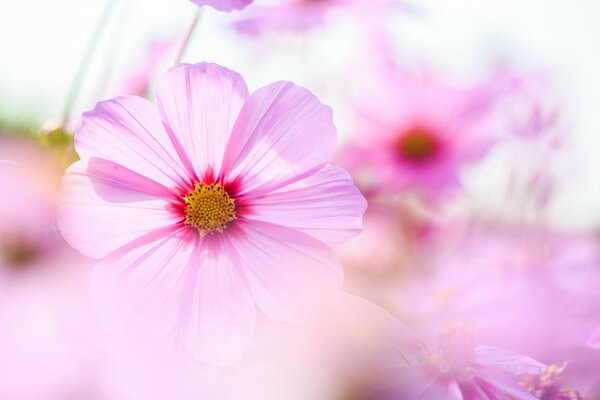 Auf der Wiese der schönen rosa Kosmos