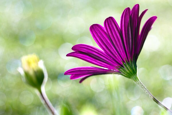 Macro fleur rose vert