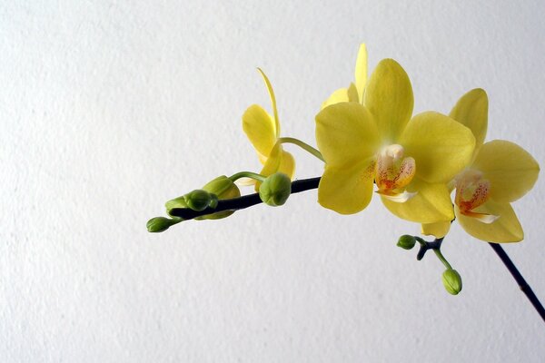 Orquídea amarillo belleza simple