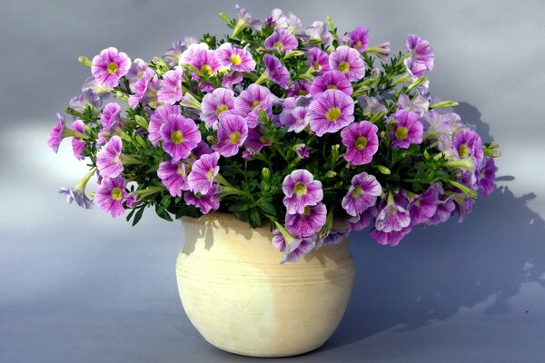 Lilas pot bouquet pétunia