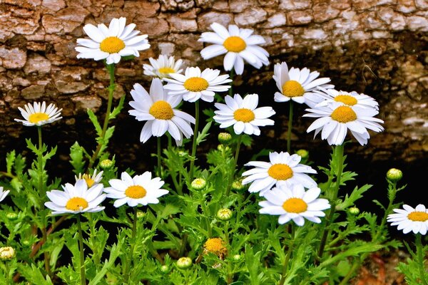 Beau fond d écran Widescreen avec des marguerites