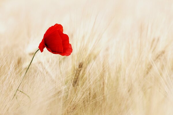 Fiore luminoso solitario nel campo