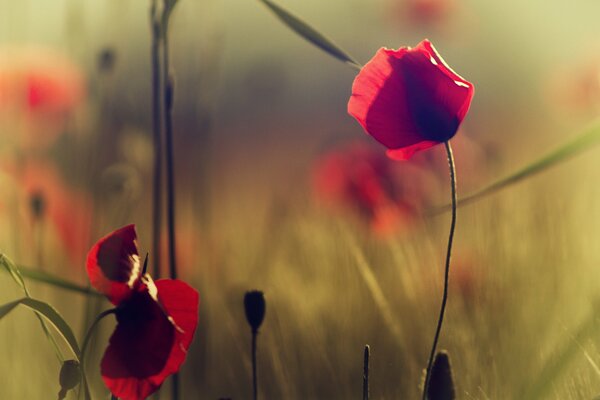 Fleurs rouges sauvages. Coquelicots et herbe