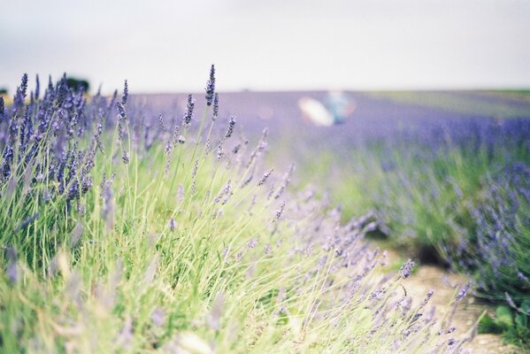 Campo de lavanda lleno de frescura de primavera