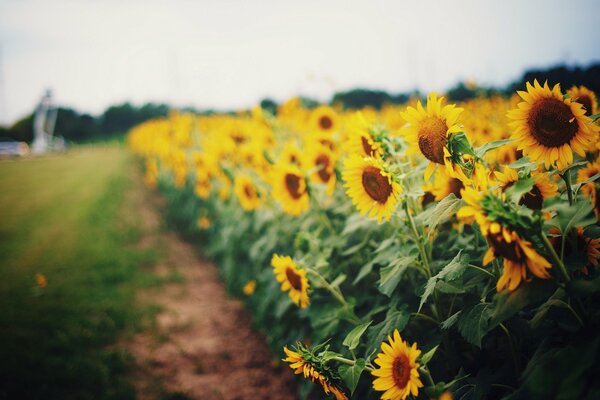 A field of yellow sunflowers by the path