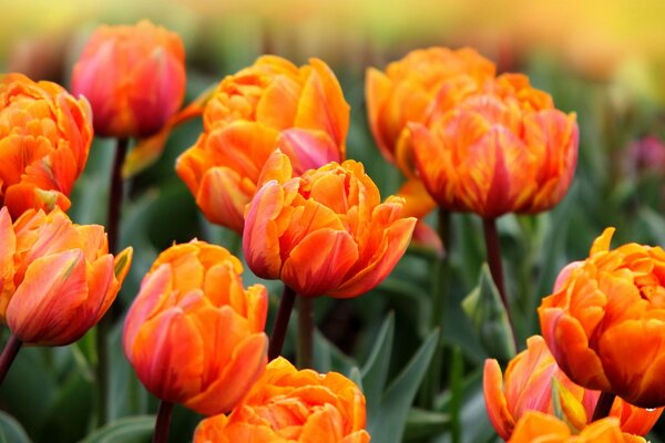 Tulipanes llenos de naranja en el campo