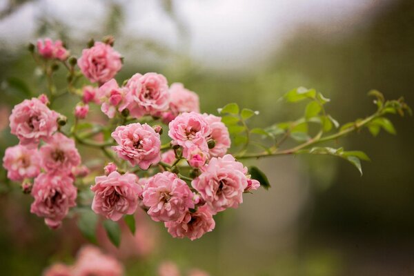 A bush of pink rose flowers