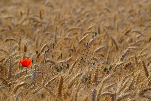 The first spring poppy flower, poppy field