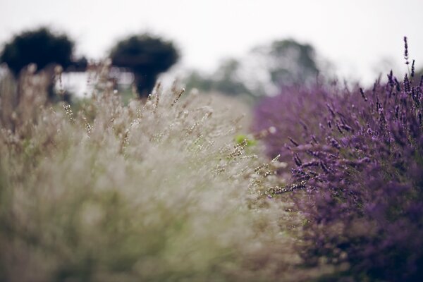 Lavendel Sommerblumen sind lila und weiße Farbtöne