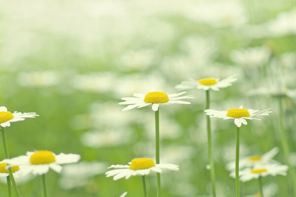 Un bouquet de marguerites pousse sur le sol