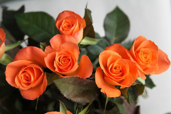 Blumenstrauß aus orangefarbenen Rosen auf hellem Hintergrund