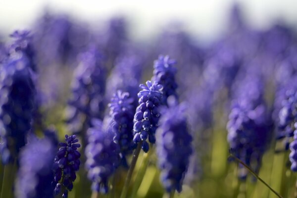 Niebieskie kwiaty Muscari z naciskiem na jeden kwiat