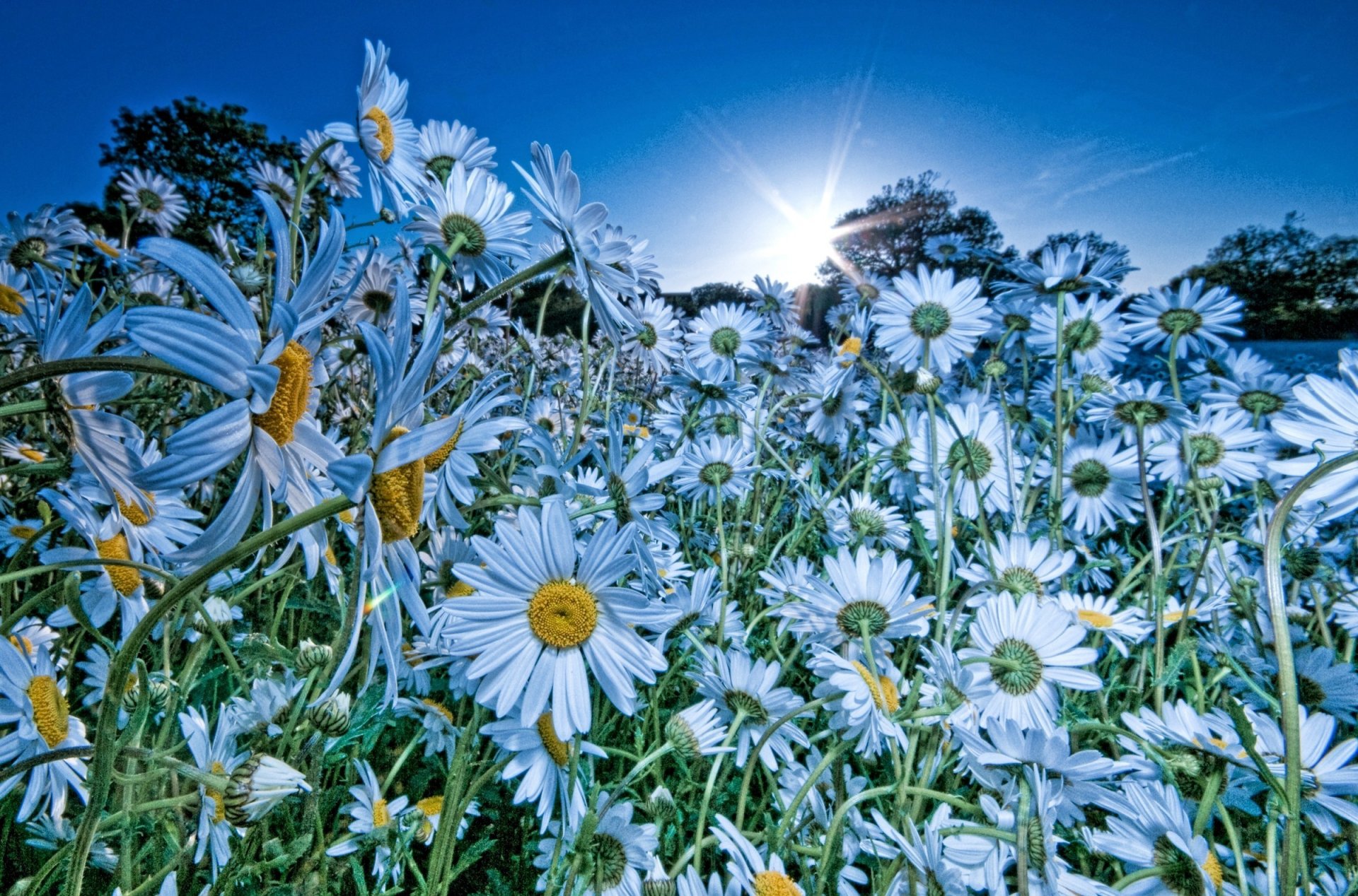 fleurs nature marguerites champ couleur bleue soleil ciel