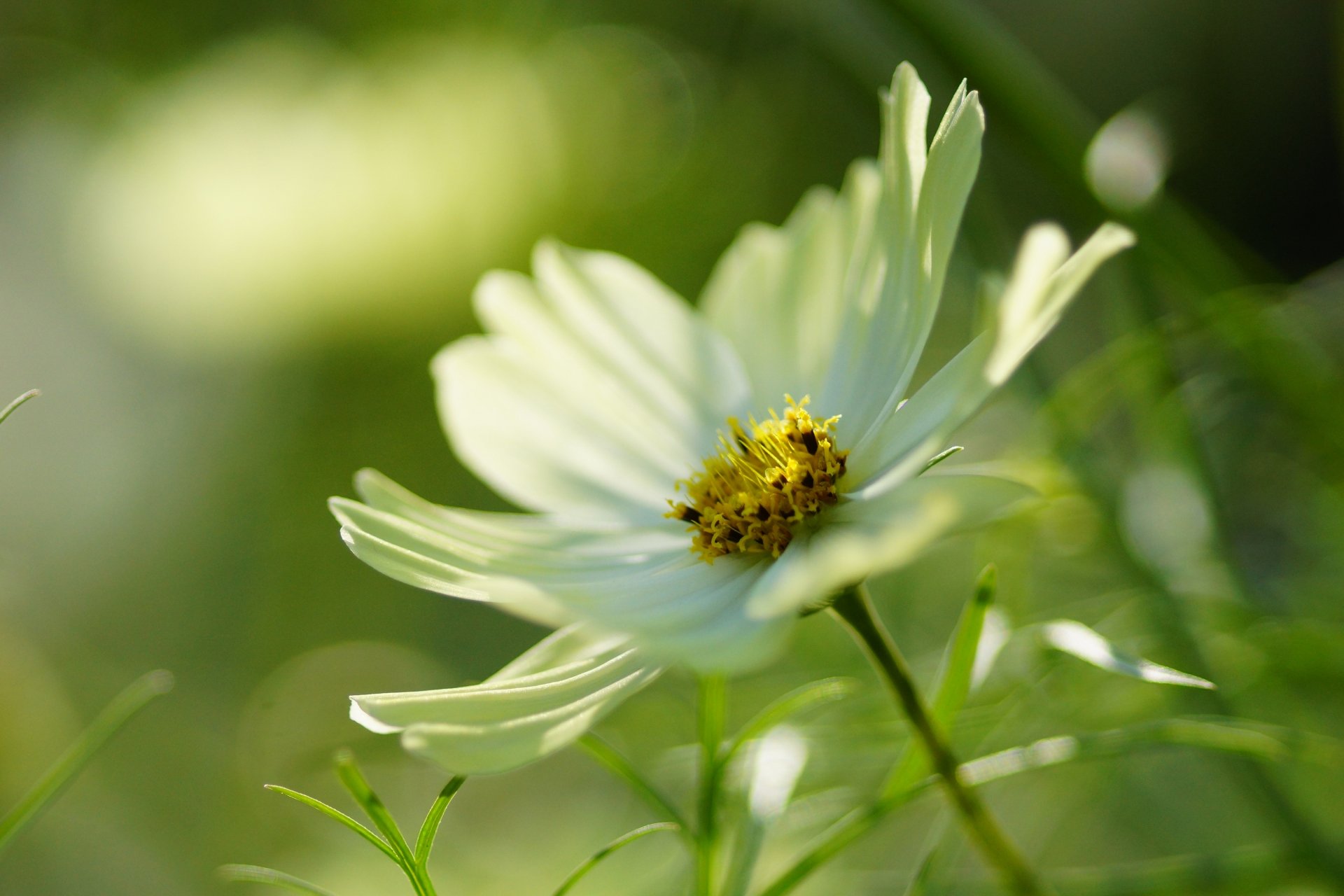 cosmea flor blanco macro