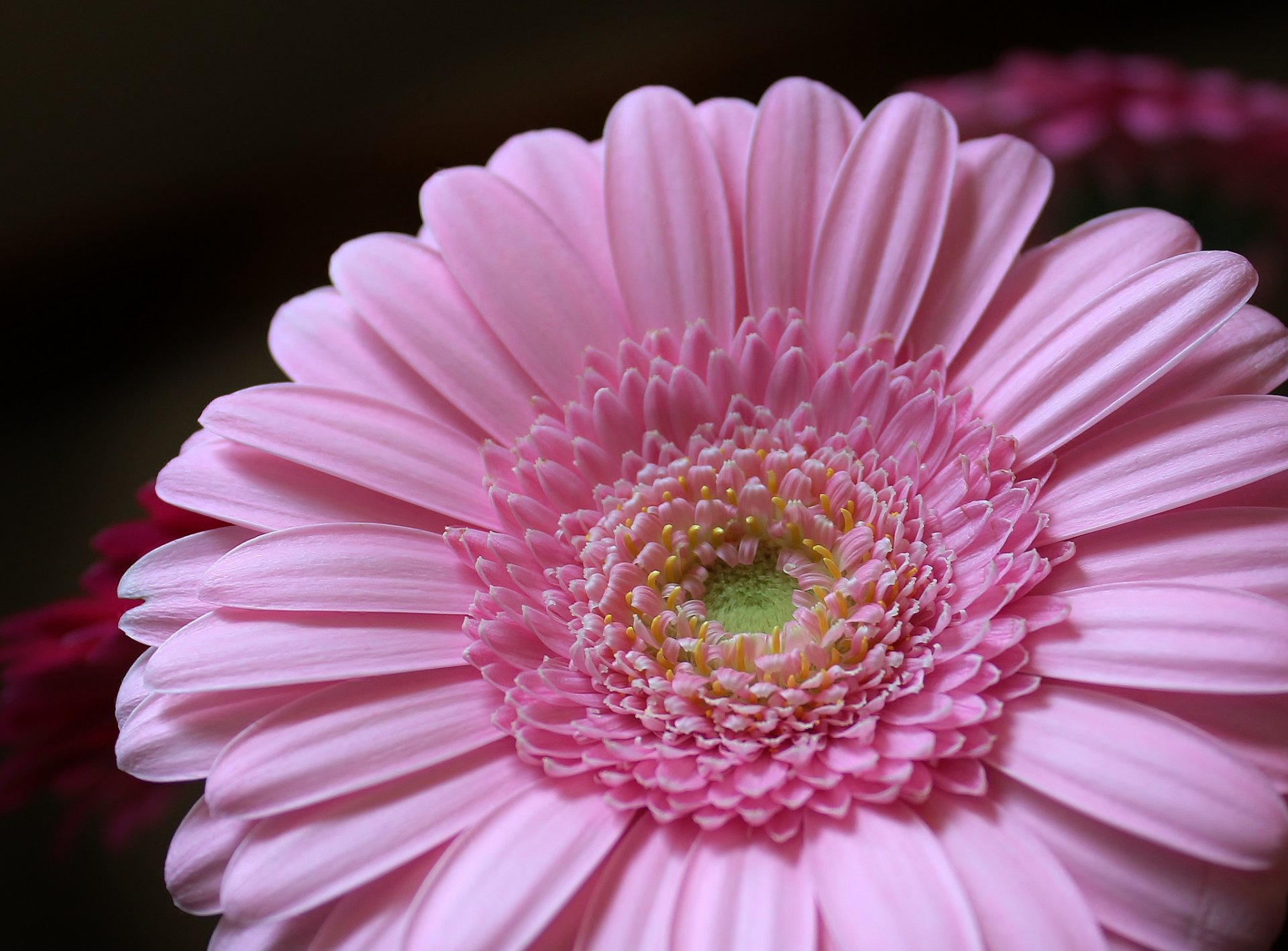 gerbera pink flower petals gerbera