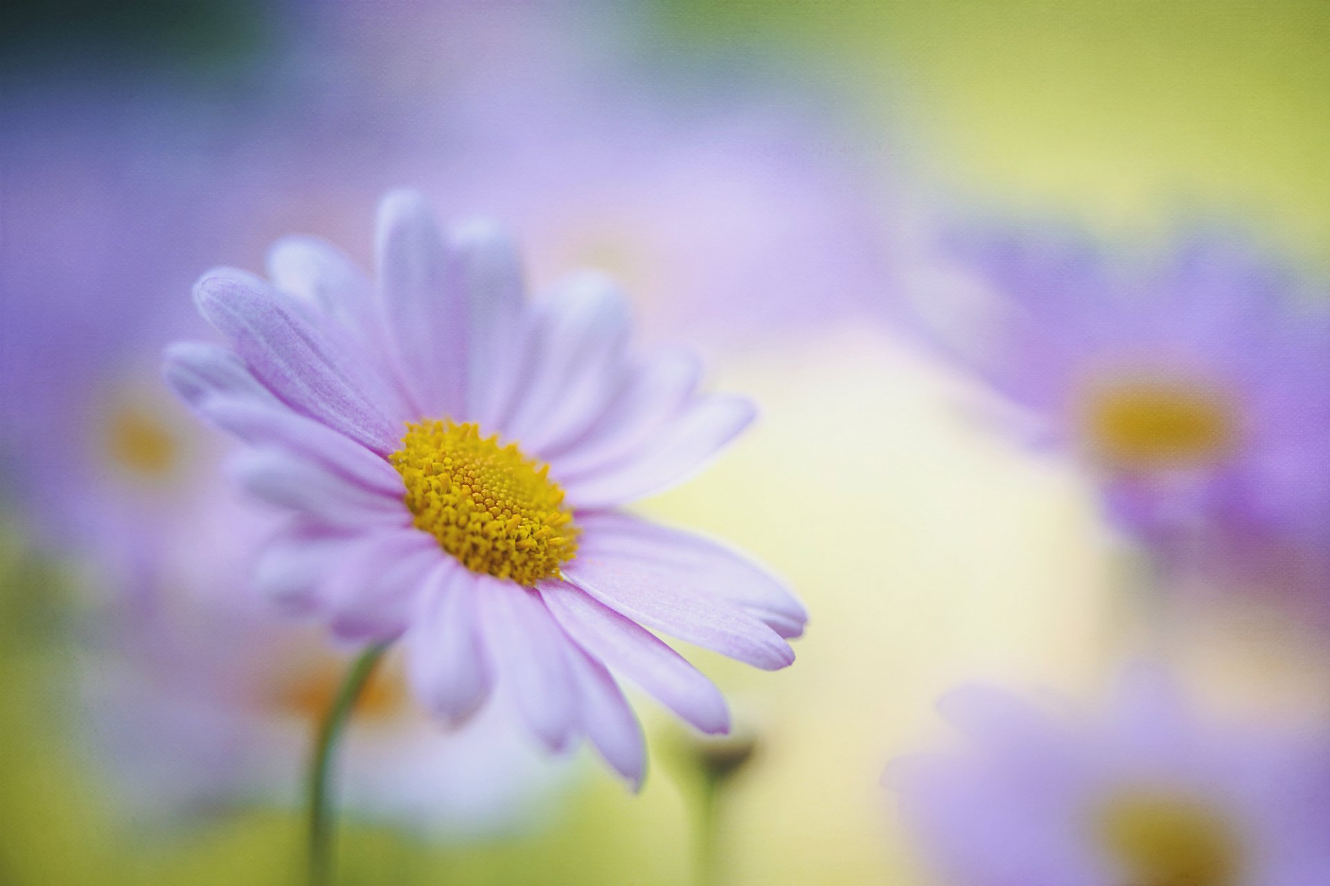 daisy flower petals close up blur