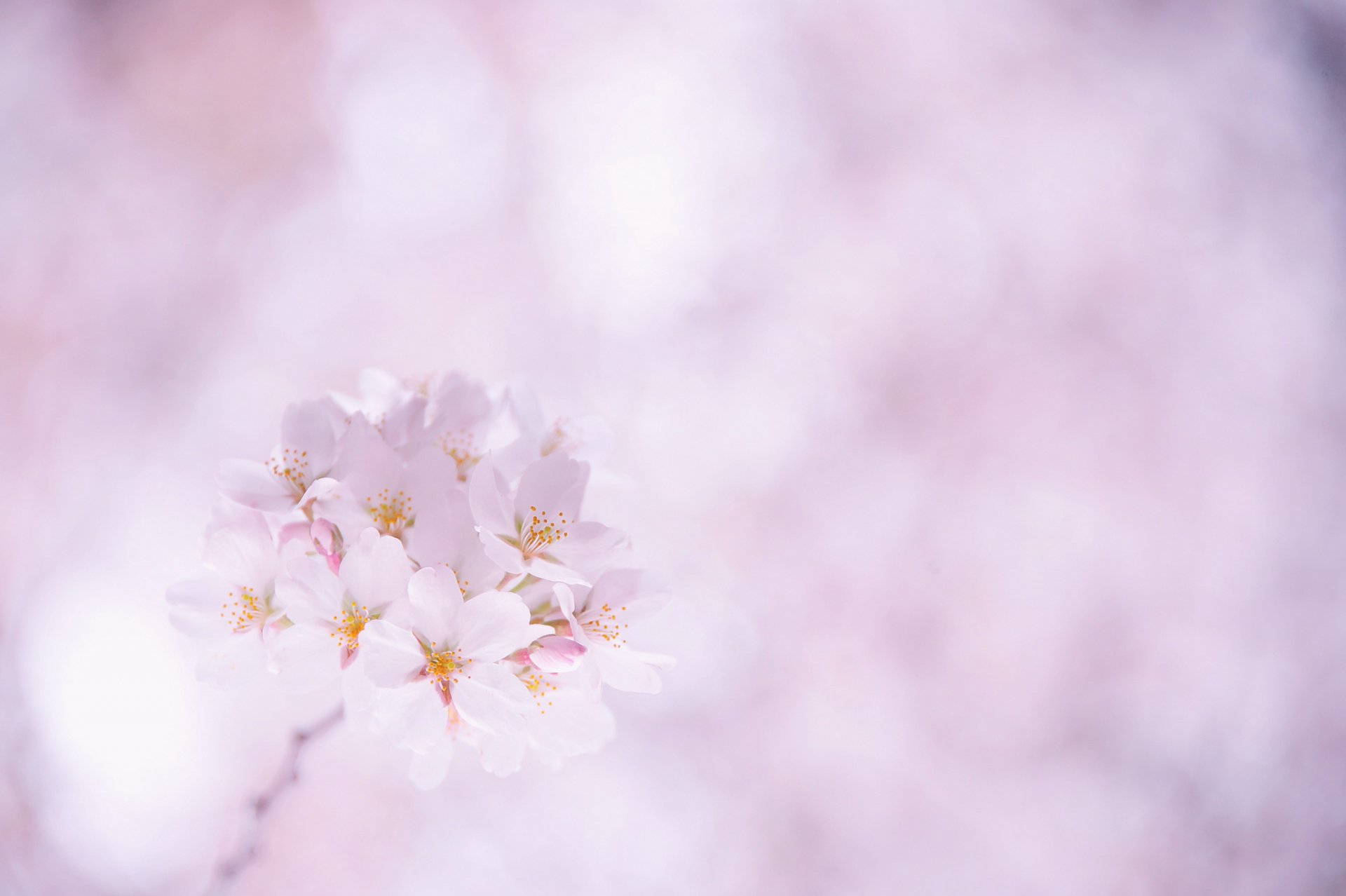 sakura cerise fleurs blanc rose pétales brindille floraison