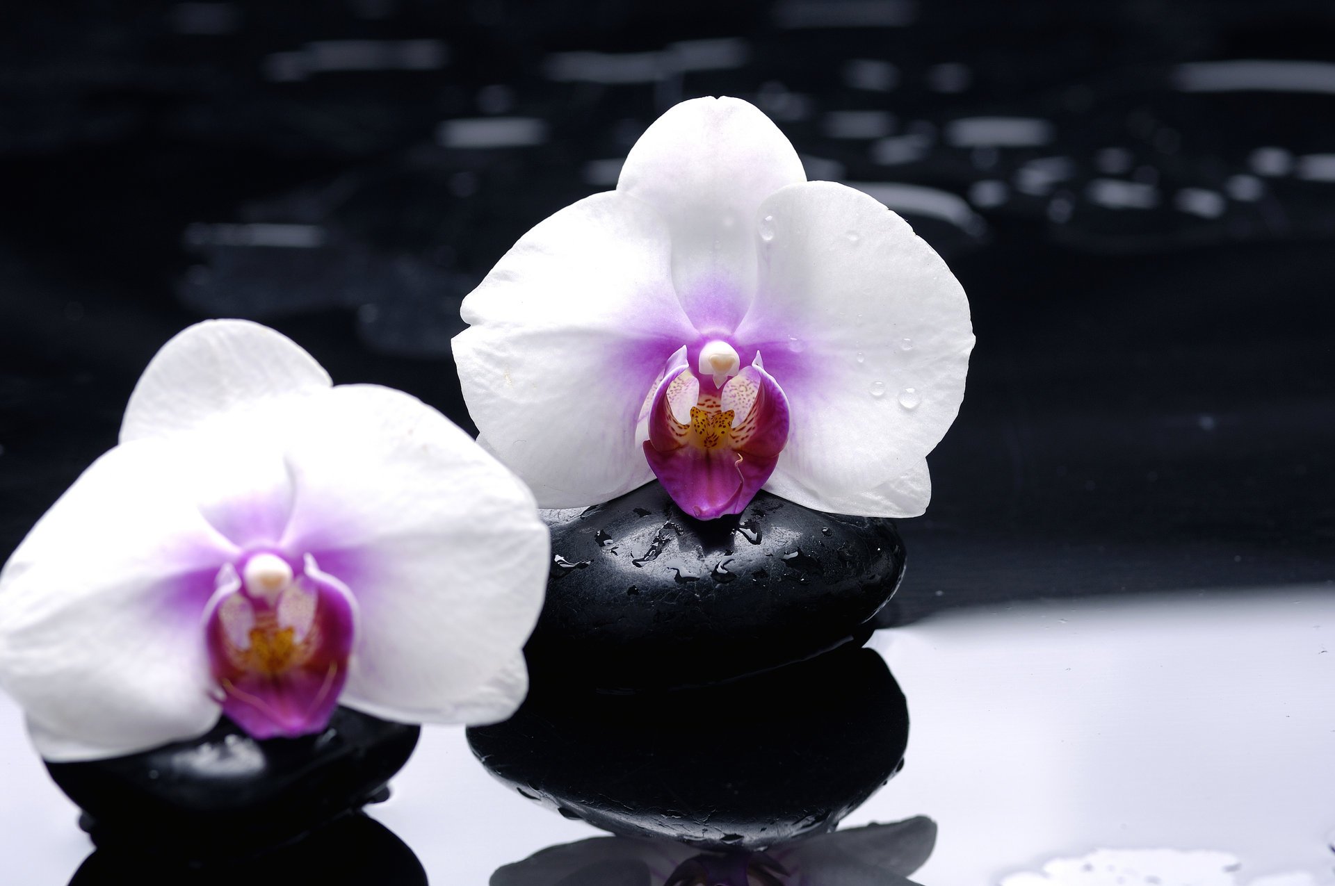 orchid white flower stones smooth black reflection